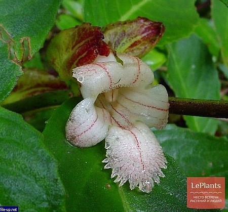  Drymonia Serulata 