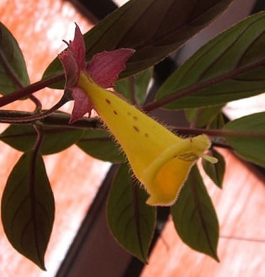  Nematanthus brasiliensis 