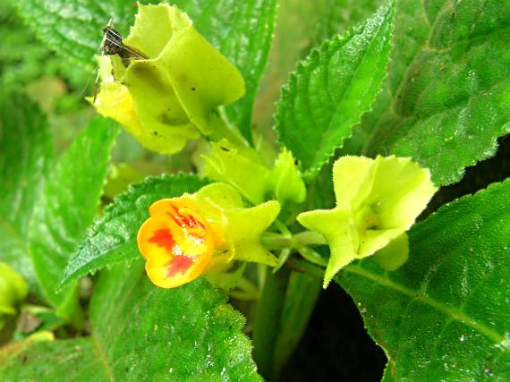  Chrysothemis friedrichsthaliana 