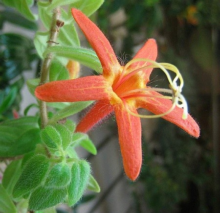  Columnea  hirsuta 