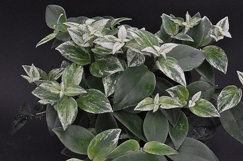  Aeschynanthus radicans 'Variegata' 