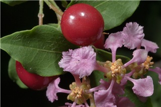  Malpighia glabra (dwarf) variegated 