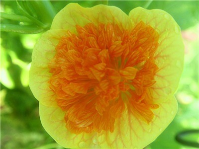  ABUTILON PICTUM PLENIFLORUM 