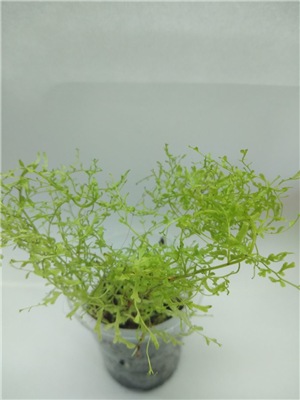  Nephrolepis-Sp 1-1 