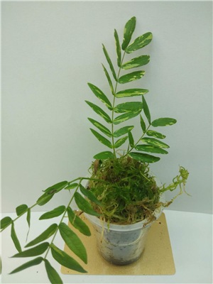  Calliandra surinamensis alba variegated 