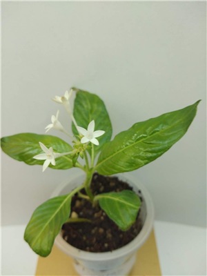  Pentas Alba 