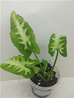  Syngonium Wenlendy Clon 