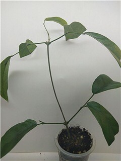  Bignonia comosa(Syn.: Adenocalymna comosum, _)-      