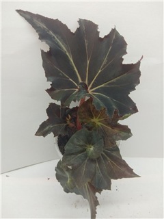  Begonia Flemenco (Begonia rhizomatous hybrid) 