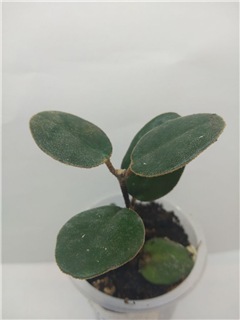  Correa backhouseana (Australische Fuchsie) 