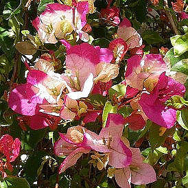  Bougainvillea Chitra 