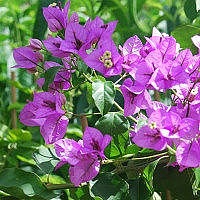  Bougainvillea NEW VIOLET 