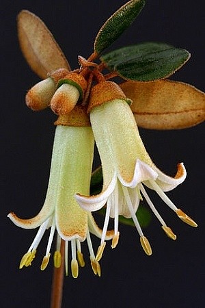  Correa backhouseana (Australische Fuchsie) 