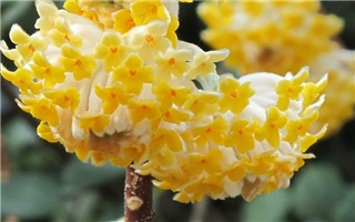  Edgeworthia chrysantha 