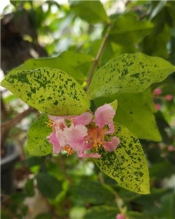  Malpighia glabra (dwarf) variegated 