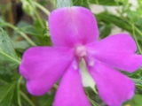  Impatiens x walleriana 'Magenta Giant' 