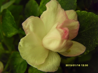  IMPATIENS DOUBLE ROSE CLAIR 