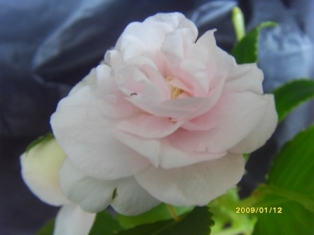  IMPATIENS DOUBLE WHITEBLUSH APPLEBLOSSEM 