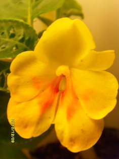  IMPATIENS TANGERINE ELLOY 