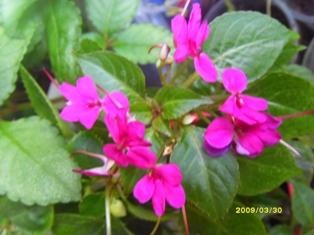  IMPATIENS MINI-HAWAIIAN HAWAII [HYB] 