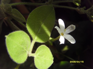  Jasminum fluminense Brasilianischer Jasmin 