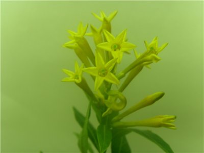  Cestrum AURANTIACUM orange flowers   