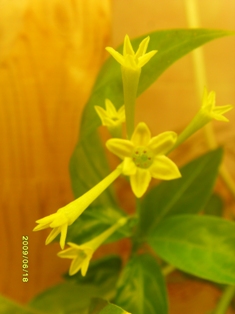  Cestrum Nocturnum   