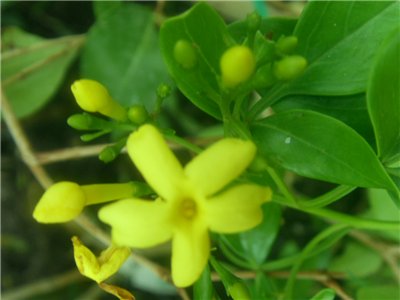  Jasminum odoratissimum 