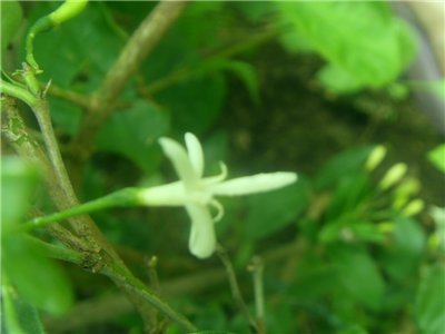  Jasminum didymum 