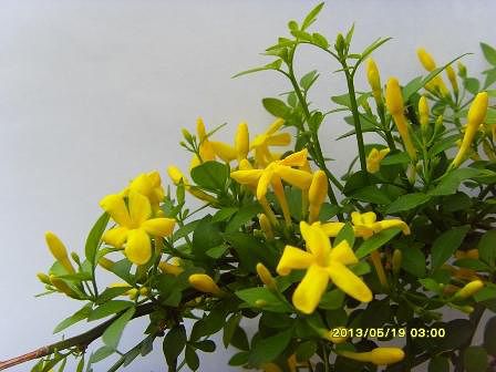  Jasminum fruticans 