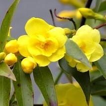  Carolina Jessamine Pride of Augusta( ) 