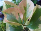  Bougainvillea  San Diego Red Variegata 