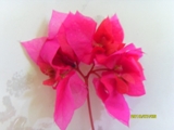  Bougainvillea  Double lilarose 