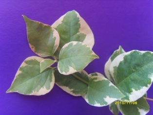  Bougainvillea  RASPBERRY ICE Variegata 