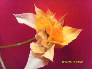  Bougainvillea Australian gold 