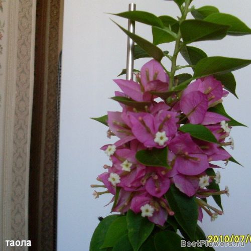  Bougainvillea  Mini-Thai 