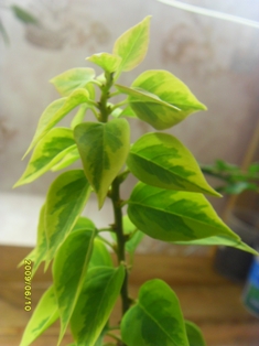  BOUGAINVILLEA 'Pixie Queen' 