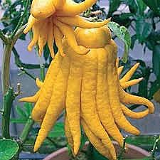  Citrus medica Buddha-Finger, 