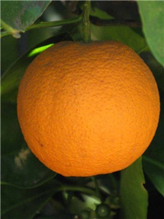  Citrus sinensis- 