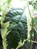  Clerodendrum quadriloculare  