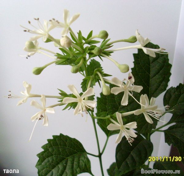  Clerodendrum calamitosum 