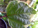  Clerodendrum Bungei Variegata 