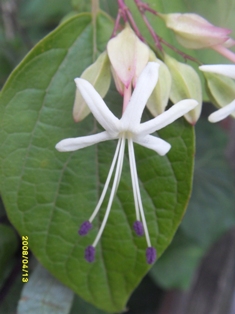  Clerodendrum Trichotomum 'Purple Blaze' 