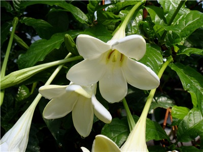  Euclinia longiflora 