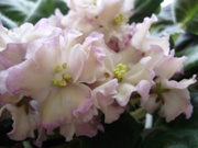 Фиалка Hawaiian Pearl