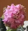Фиалка Island Rose