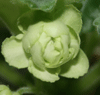 Фиалка Spring Rose
