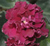 Фиалка Ness' Antique Red