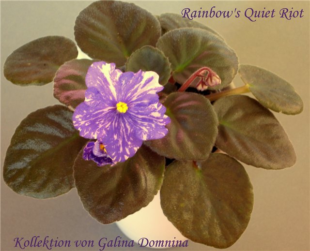  Rainbow's Quiet Riot 