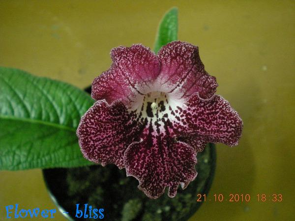  Barwa Indii 
